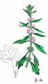 Motherwort - Leonurus cardiaca L.