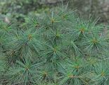 Weymouth Pine - Pinus strobus L.