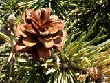 Scots Pine - Pinus sylvestris L.