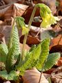 Oxlip - Primula elatior (L.) L.