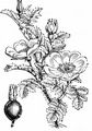 Burnet Rose - Rosa spinosissima L.