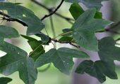 Montpellier Maple - Acer monspessulanum L.