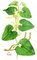 Birthwort - Aristolochia clematitis L.