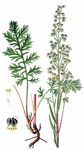 Schlitzblättriger Beifuß - Artemisia laciniata Willd. 