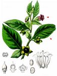 Schwarze Tollkirsche - Atropa bella-donna L. 