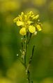 Schwarzer Senf - Brassica nigra (L.) W. D. J. Koch