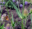 Wild Teasel - Dipsacus fullonum L.