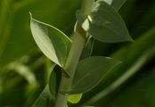 Broom-Leaf Toadflax - Linaria genistifolia (L.) Mill.
