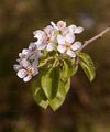 Pear - Pyrus communis L.