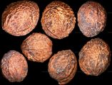 Steinkerne von Prunus spinosa (Schlehe)