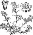 Perennial Knawel - Scleranthus perennis L.