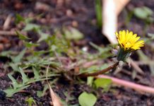 Dünen-Löwenzähne - Taraxacum sect. Obliqua Dahlst. 