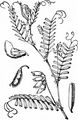 Hairy Tare - Vicia hirsuta (L.) Gray