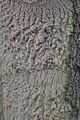 Quercus cerris (Zerr-Eiche) - Borke