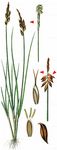 Floh-Segge - Carex pulicaris L. 