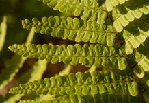 Walisischer Schuppen-Wurmfarn - Dryopteris cambrensis (Fraser-Jenk.) Beitel & W. R. Buck 