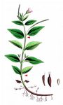 Mierenblättriges Weidenröschen - Epilobium alsinifolium Vill. 