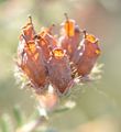 Glocken-Heide - Erica tetralix L.