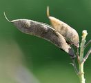 Black Broom - Lembotropis nigricans (L.) Griseb.