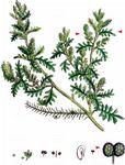 Zweiknotiger Krähenfuß - Lepidium didymum L. 