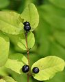 Schwarze Heckenkirsche - Lonicera nigra L.