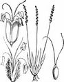 Early Sand-Grass - Mibora minima (L.) Desv.