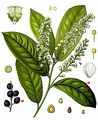 Cherry Laurel - Prunus laurocerasus L.