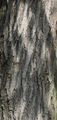 Crack Willow - Salix euxina I. V. Belyaeva