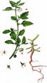 Green Nightshade - Solanum physalifolium Rusby