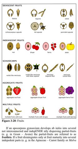 iFlora Plant Guides - Fruits