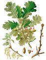 Downy Oak - Quercus pubescens Willd.