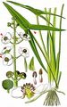 Arrowhead - Sagittaria sagittifolia L.