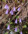 Niedrige Soldanelle - Soldanella pusilla Baumg.