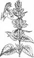 Hedge Woundwort - Stachys sylvatica L.