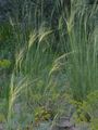 Esparto Grass - Stipa capillata L.