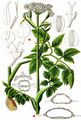 Bog Angelica - Angelica palustris (Besser) Hoffm.