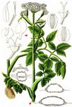 Sumpf-Engelwurz - Angelica palustris (Besser) Hoffm. 