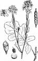 Black Mustard - Brassica nigra (L.) W. D. J. Koch