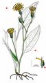 Common Hawkweed - Hieracium levicaule Jord.
