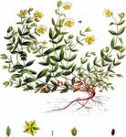 Niederliegendes Johanniskraut - Hypericum humifusum L. 