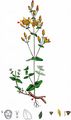 Slender St John's-Wort - Hypericum pulchrum L.