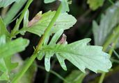 Marsh Ragwort - Jacobaea erratica (Bertol.) Fourr.