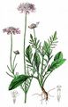 Small Scabious - Scabiosa columbaria L.