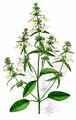 Annual Yellow-Woundwort - Stachys annua (L.) L.