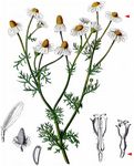 Geruchlose Kamille - Tripleurospermum inodorum (L.) Sch. Bip. 