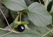 Deadly Nightshade - Atropa bella-donna L.