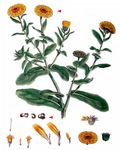 Garten-Ringelblume - Calendula officinalis L. 