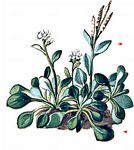 Alpen-Schaumkraut - Cardamine alpina Willd. 