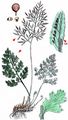 Parsley Fern - Cryptogramma crispa (L.) Hook.