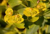 Shining Spurge - Euphorbia lucida Waldst. & Kit.
